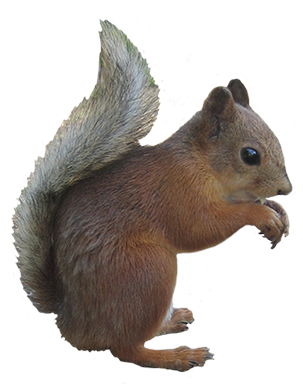 Squirrel PNG image free Download