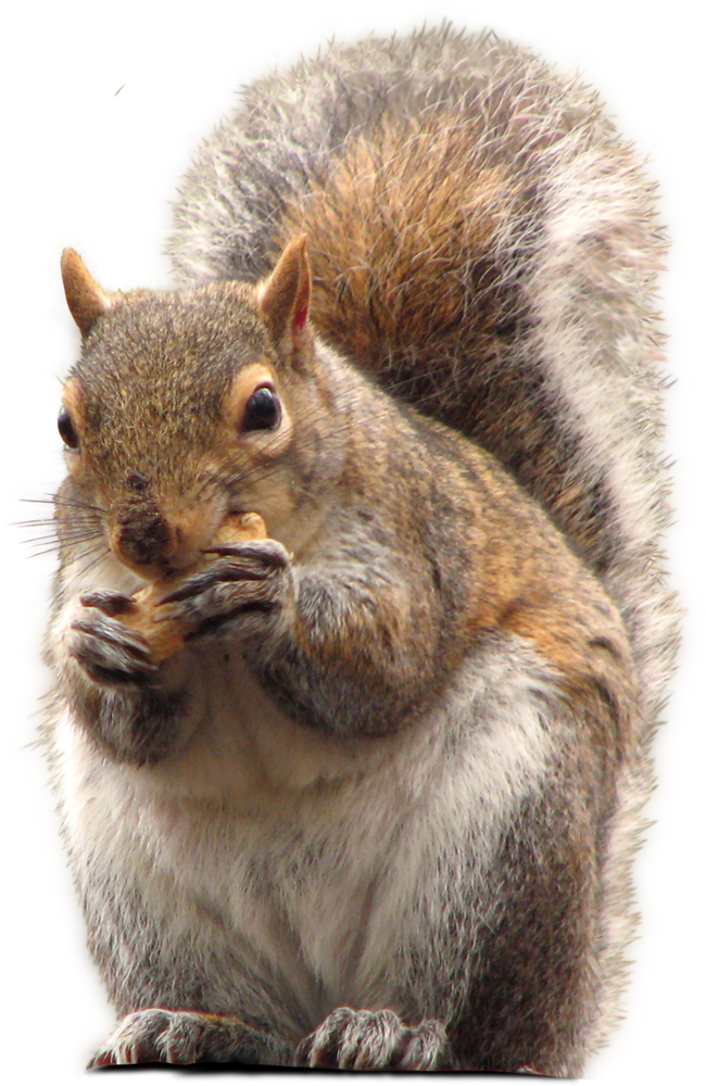 Squirrel PNG