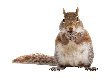 Squirrel PNG image free Download