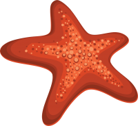 Морская звезда PNG