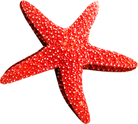 Starfish PNG