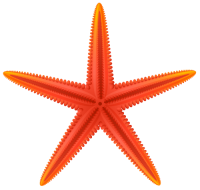 Морская звезда PNG