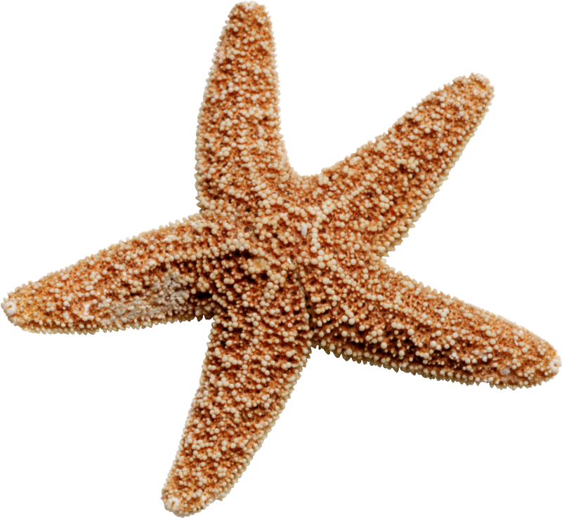 PNG Starfish