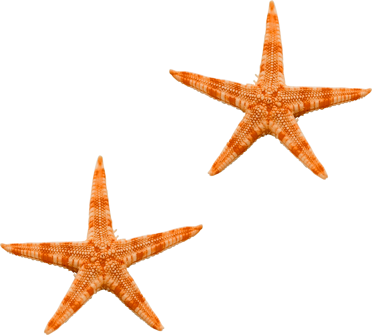 Estrella de mar PNG