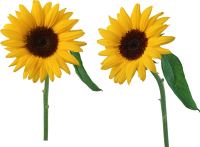 Sunflowers PNG
