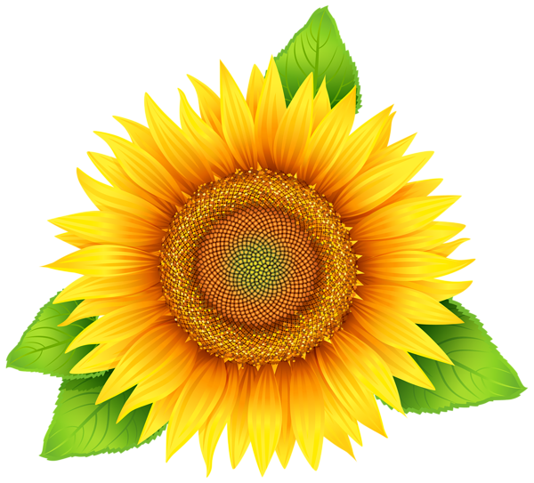 Girasol PNG