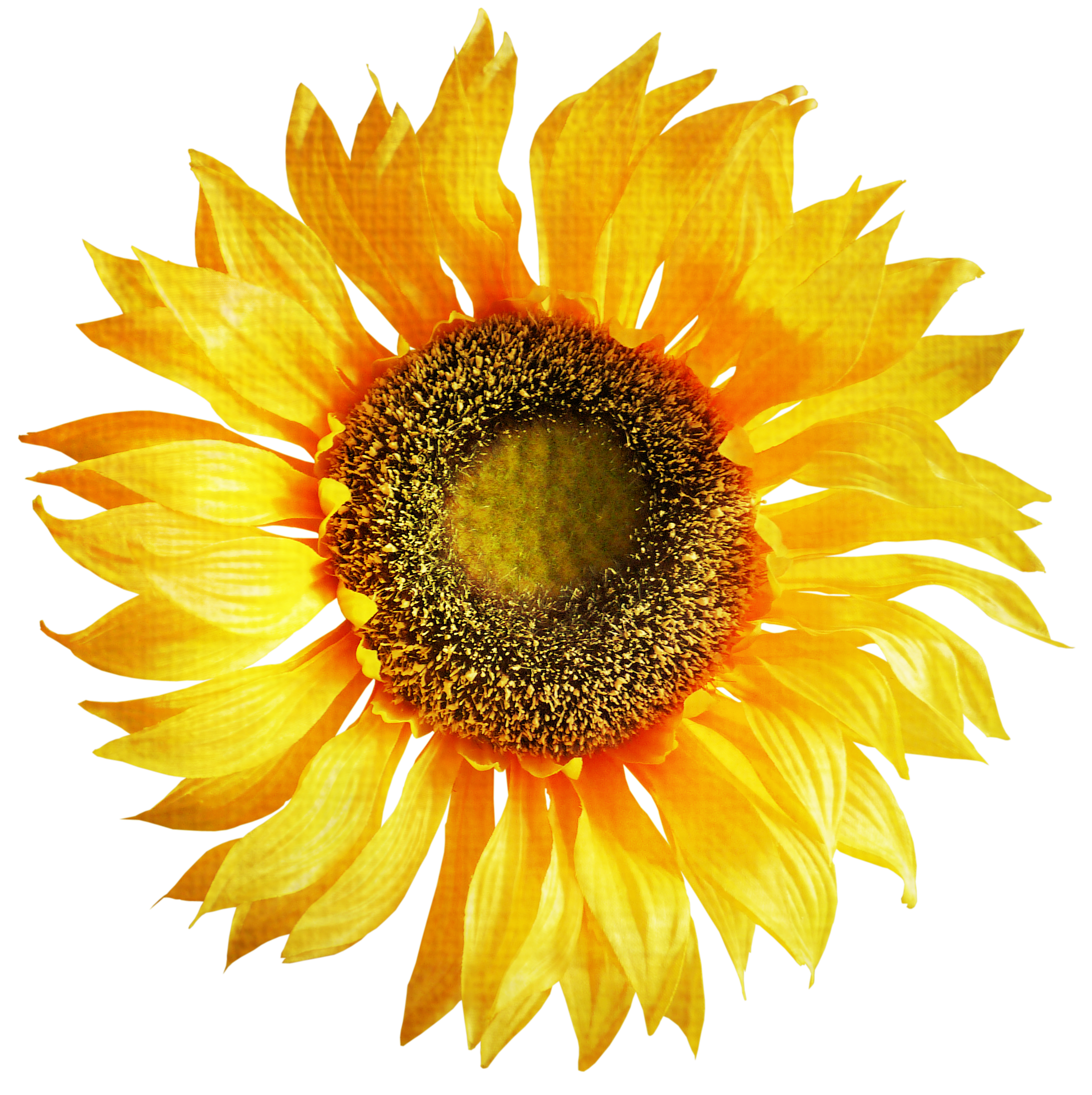 Free Free 100 Transparent Background Sunflower Clipart Sunflower Png SVG PNG EPS DXF File