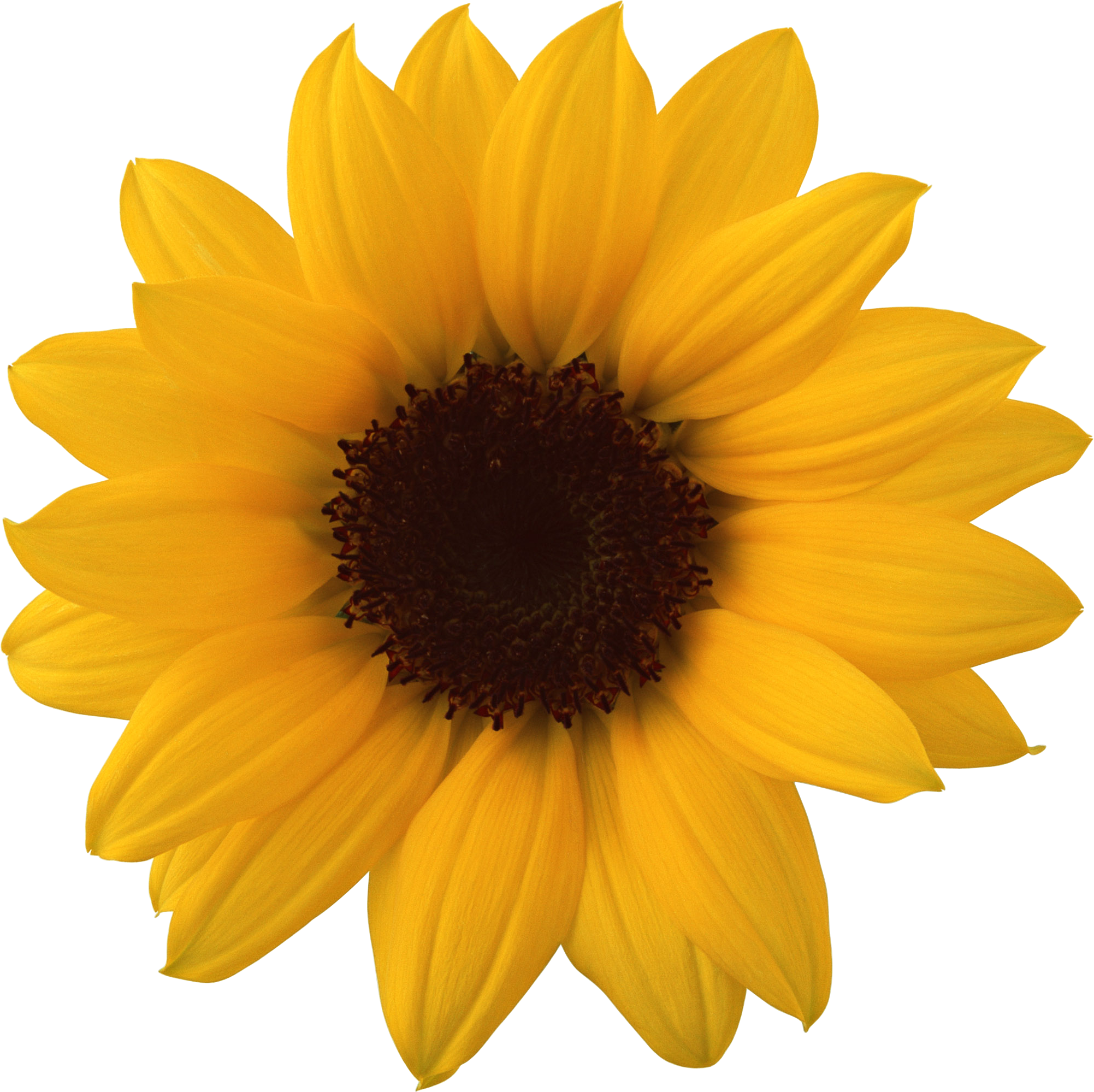 Free Free 239 Clipart Sunflowers Images SVG PNG EPS DXF File