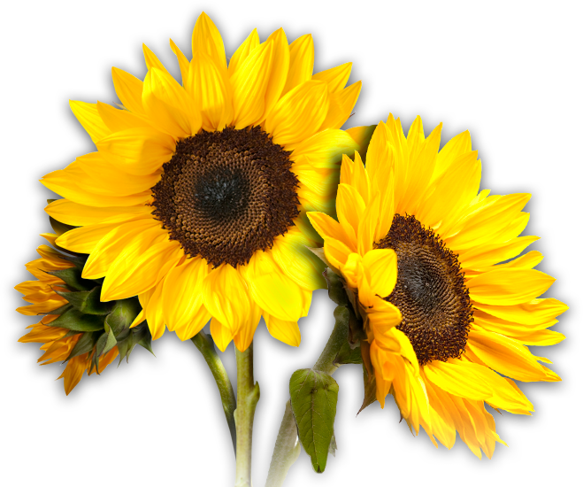Sunflowers PNG Sunflowers PNG