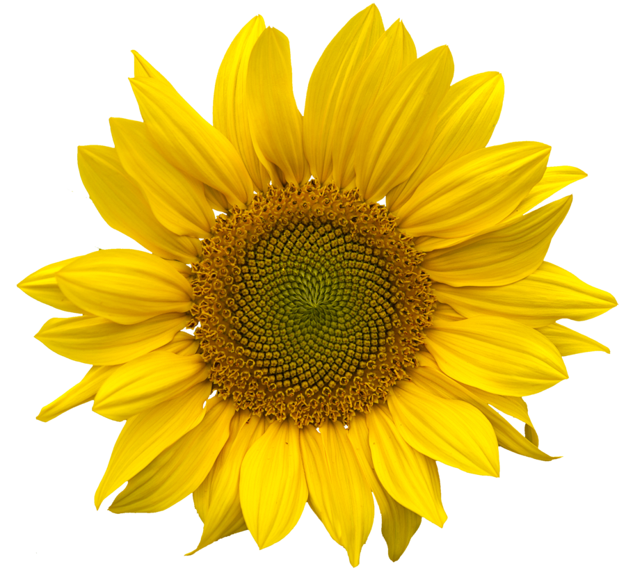 Sunflower PNG Sunflower PNG