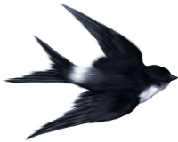 Swallow PNG