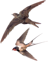 Swallows PNG