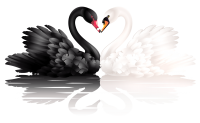 Black and white swan PNG