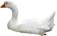 Лебедь PNG