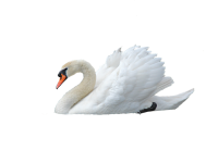 Лебедь PNG