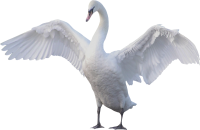 Белый лебедь PNG