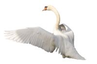 Белый лебедь PNG