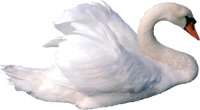 White swan PNG