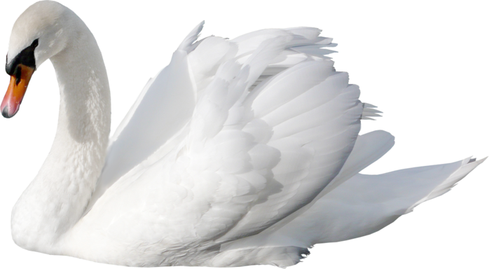 Cisne PNG