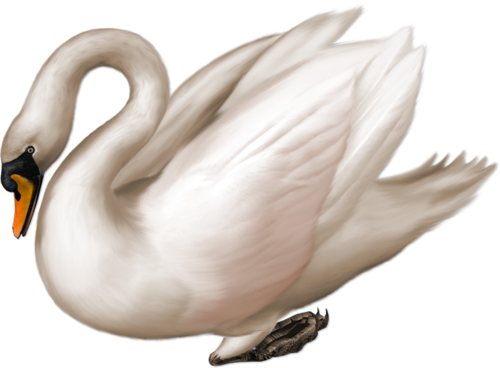 Swan PNG image free Download