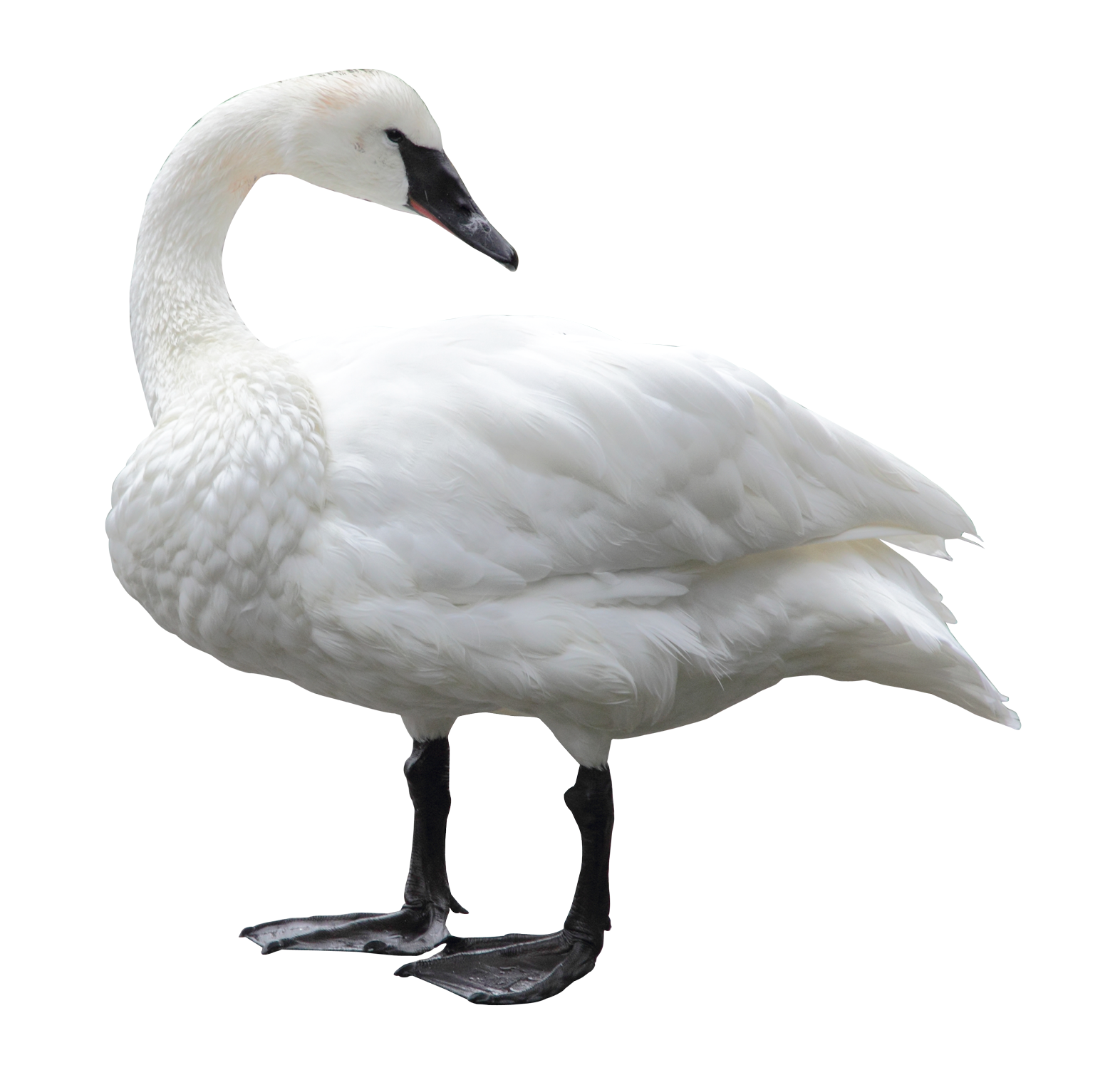 Swan PNG
