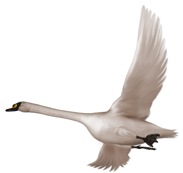 Cisne PNG