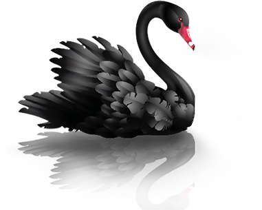 Black swan PNG