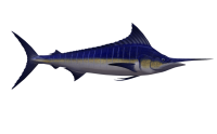 Swordfish PNG
