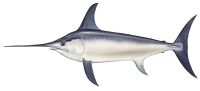Swordfish PNG fish image
