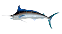 Swordfish image PNG