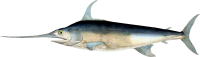 Меч-рыба, рыба меч PNG
