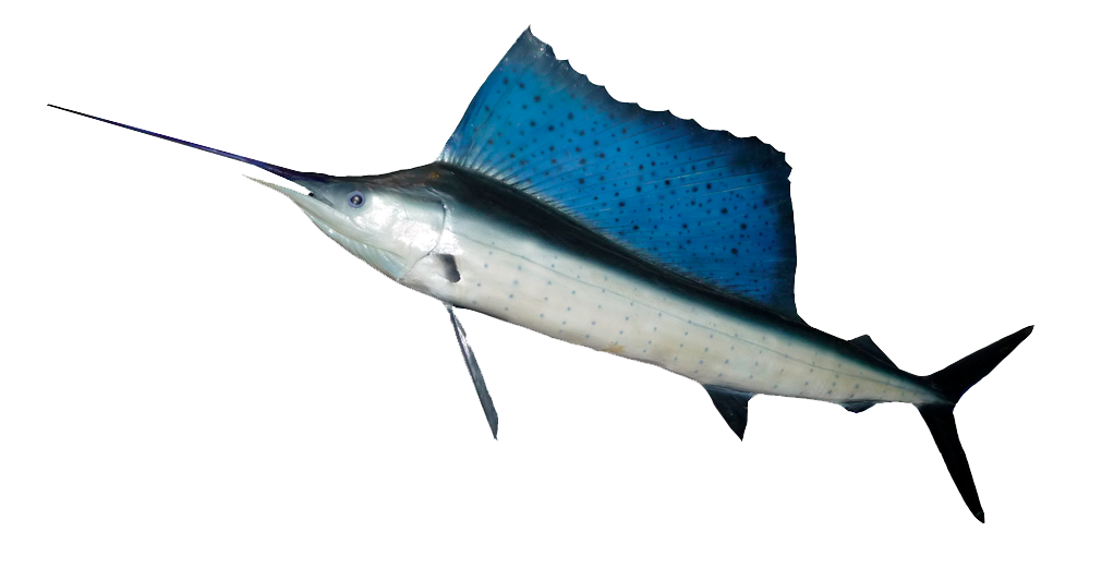 Тихоокеанский Марлин рыба. Парусник (Istiophorus platypterus). Индо-Тихоокеанский парусник. Рыба парусник и рыба меч. Рыба меч детям