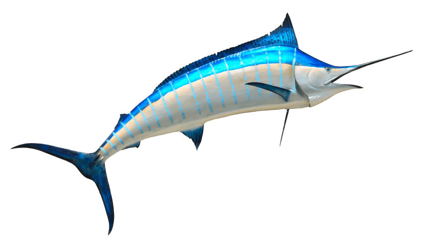 Swordfish PNG