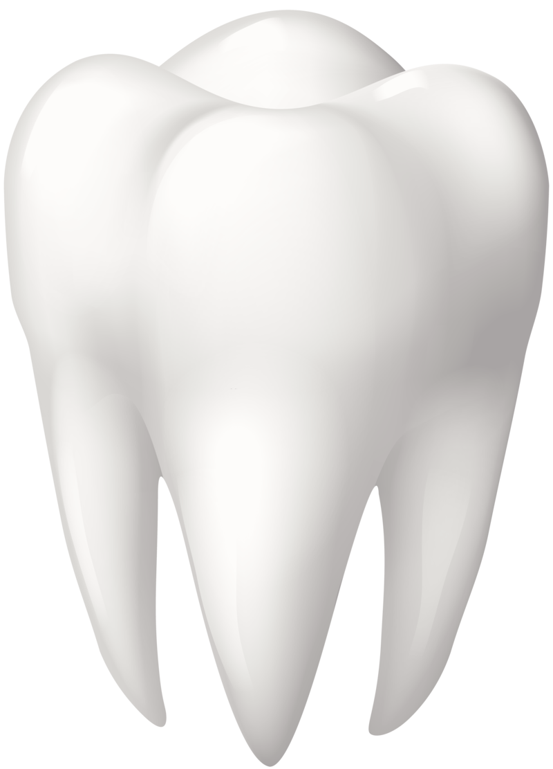 Tooth Png Transparent Image Download Size 800x1111px