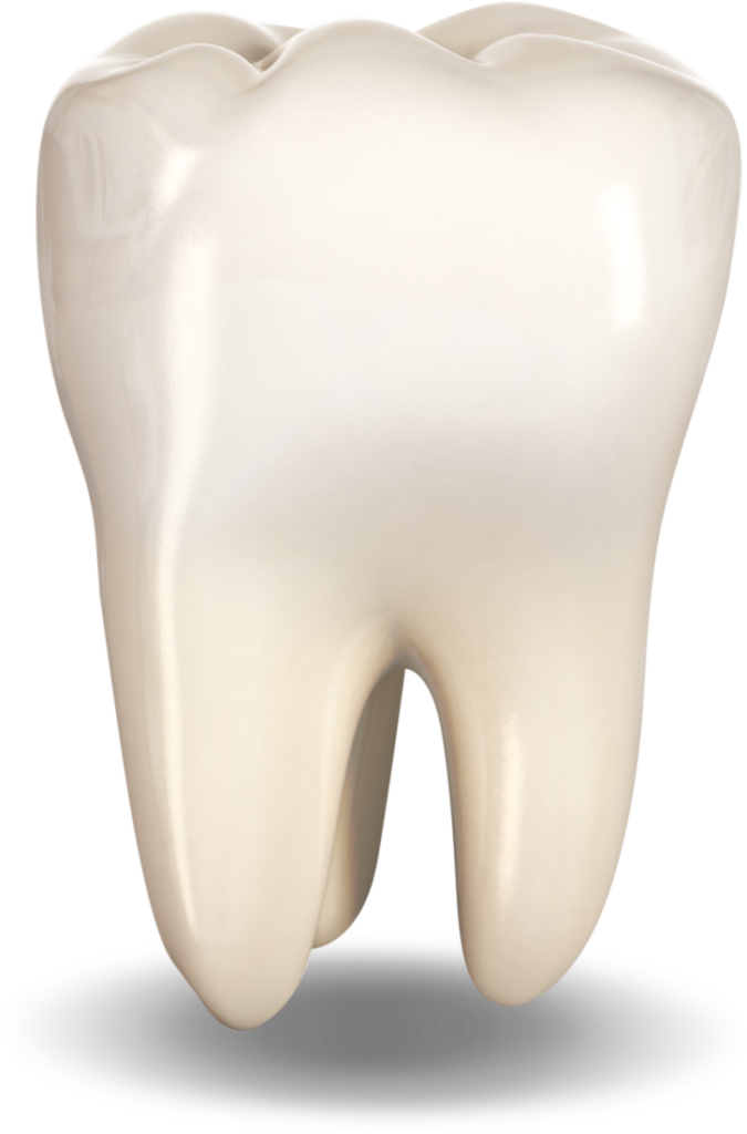 Tooth Png Transparent Image Download Size 675x1024px