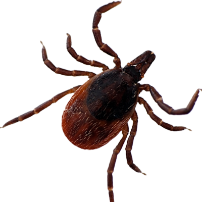 Tick PNG images 