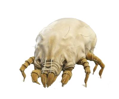 Garrapata PNG