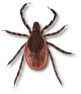 Tick insect PNG