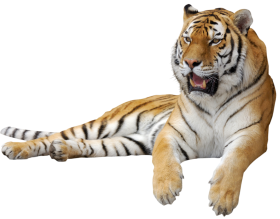 Tiger PNG Clipart Picture transparent PNG picture