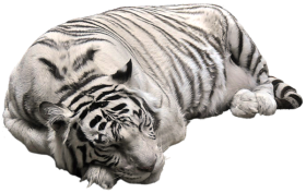 White Tiger PNG Pictute transparent PNG picture