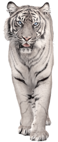 White Tiger PNG Picture Clipart transparent PNG picture