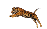 Tigre  PNG