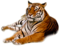 Тигр PNG