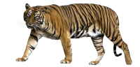 Тигр PNG