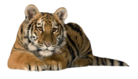Tigre  PNG