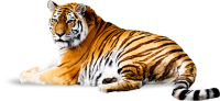 Тигр PNG фото