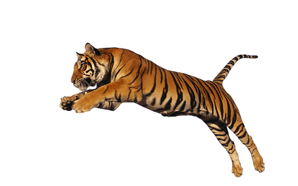 Tiger Png