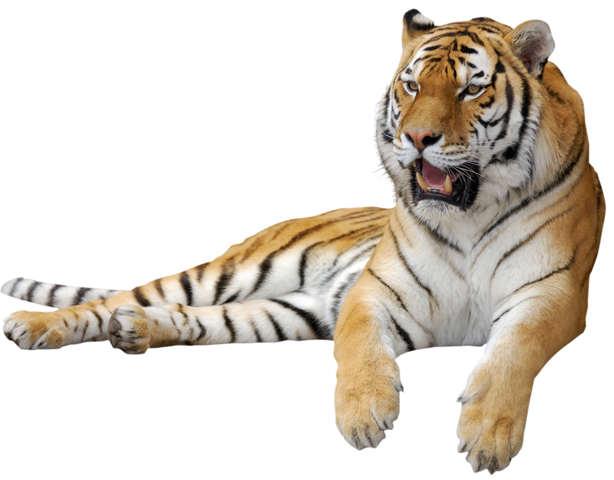 Tiger PNG