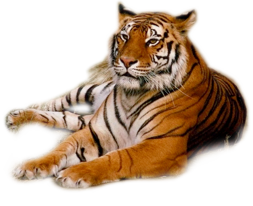 Tiger PNG