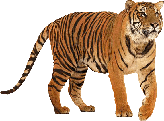 Tiger PNG